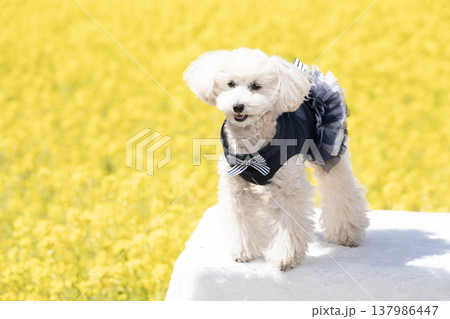菜の花畑と笑う白いトイプードル 菜の花畑と笑う白いトイプードル 137986447