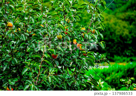 Persimmon tree with Ripe orange persimmons fruit in autumn garden in Korea Persimmon tree with Ripe orange persimmons fruit in autumn garden in Korea 137986533