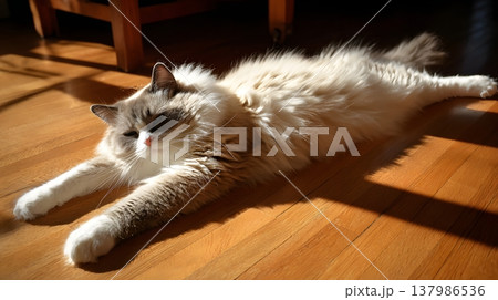 自然光の中でくつろぐラグドール猫｜木の床でリラックスする可愛い猫 137986536