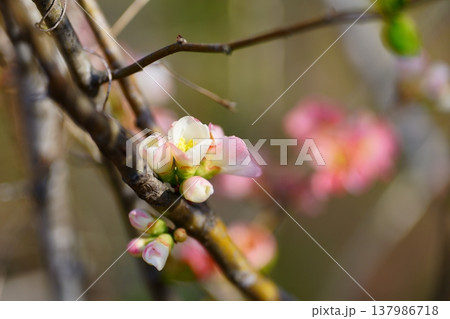 ボケの花 ボケの花 137986718