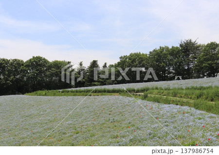 日本の公園 日本の公園 137986754
