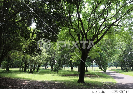 日本の公園 137986755