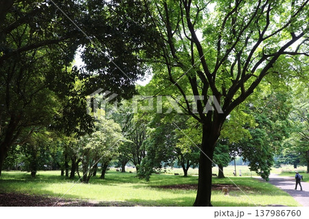 日本の公園 137986760