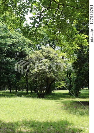 日本の公園 日本の公園 137986761