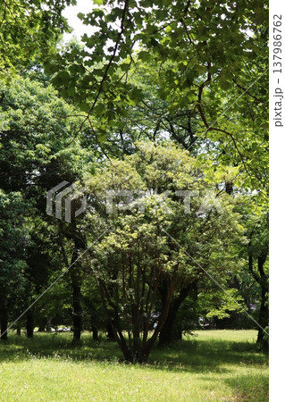 日本の公園 日本の公園 137986762