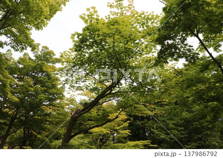 日本の公園 137986792
