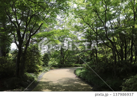 日本の公園 日本の公園 137986937