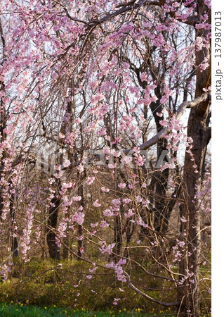桜の花 137987013