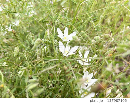 草むらの中に咲くオオアマナ 137987106