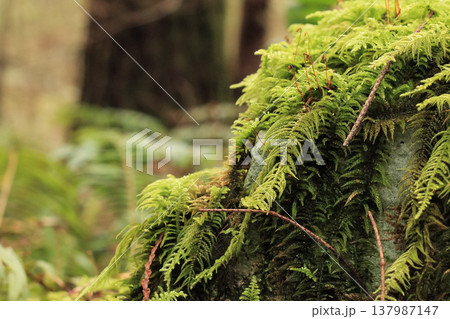 Cascading Cover Of Oregon Beaked Mosses Cascading Cover Of Oregon Beaked Mosses 137987147