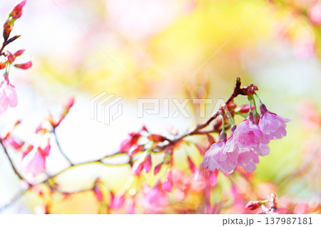 鮮やかに咲く桜 137987181