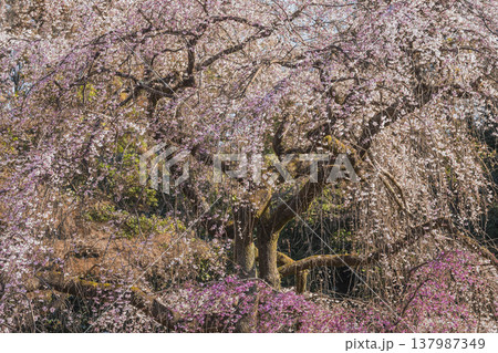 京都御所の枝垂れ桜 京都御所の枝垂れ桜 137987349