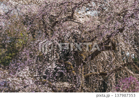 京都御所の枝垂れ桜 京都御所の枝垂れ桜 137987353
