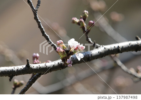 咲き始めた桜の花や蕾 咲き始めた桜の花や蕾 137987498