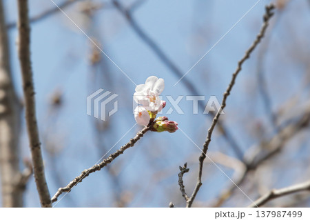 桜の開花予想の参考になる咲き始めた一輪の桜の花 桜の開花予想の参考になる咲き始めた一輪の桜の花 137987499