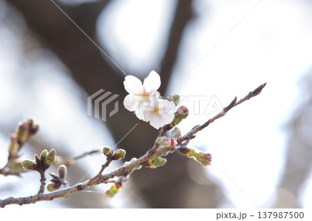 桜の開花予想の参考になる咲き始めた一輪の桜の花 桜の開花予想の参考になる咲き始めた一輪の桜の花 137987500