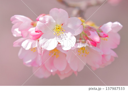 桜(ジンダイアケボノ) 桜(ジンダイアケボノ) 137987533