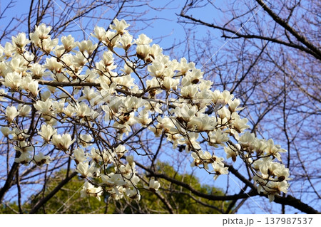 ハクモクレンの花 137987537