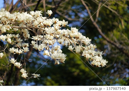 ハクモクレンの花 ハクモクレンの花 137987540