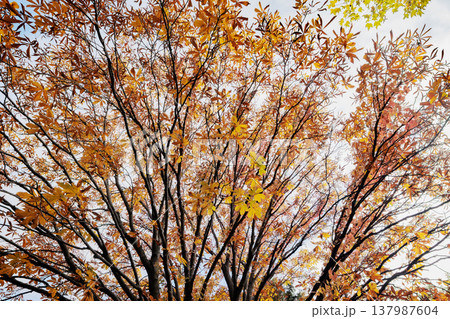 晩秋のトチノキ 137987604