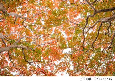 空を覆う百日紅の紅葉　 137987645