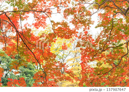 空に広がる色々な紅葉　 137987647