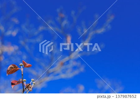 ハナミズキの葉と青空 137987652