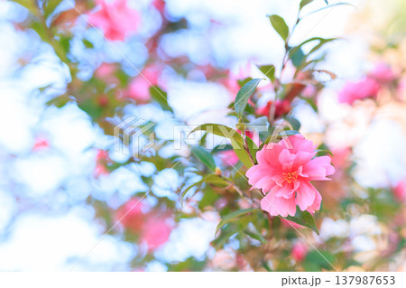 冬の日差しの中のサザンカ 137987653