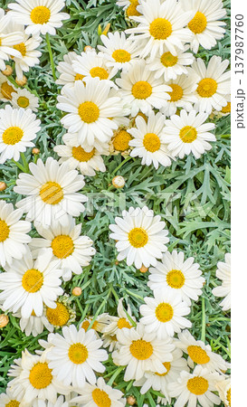 Vibrant spring summer daisy flowers closeup radiant floral pattern cheerful garden blossoms serene nature background Vibrant spring summer daisy flowers closeup radiant floral pattern cheerful garden blossoms serene nature background 137987760