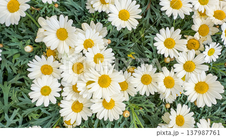 Happy spring summer daisies closeup vibrant floral pattern cheerful blossoms serene peaceful garden nature background Happy spring summer daisies closeup vibrant floral pattern cheerful blossoms serene peaceful garden nature background 137987761