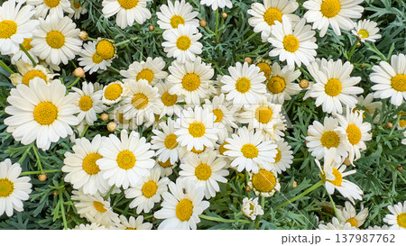 Happy spring and summer daisies closeup, vibrant floral pattern, serene peaceful nature background, cute blossoms and dreamy garden scenery Happy spring and summer daisies closeup, vibrant floral pattern, serene peaceful nature background, cute blossoms and dreamy garden scenery 137987762