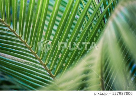 Vibrant tropical palm leaf closeup with lush green foliage pattern, artistic botanical texture, soft dreamy blur, serene exotic garden nature background Vibrant tropical palm leaf closeup with lush green foliage pattern, artistic botanical texture, soft dreamy blur, serene exotic garden nature background 137987806