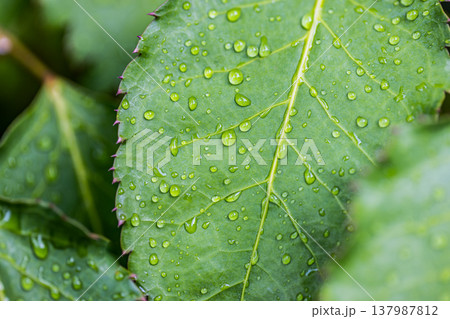Radiant green leaves with morning dew drops top view, lush spring summer foliage detail, serene organic texture, dreamy artistic nature closeup Radiant green leaves with morning dew drops top view, lush spring summer foliage detail, serene organic texture, dreamy artistic nature closeup 137987812