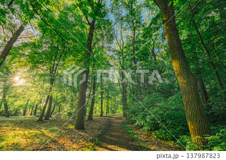 Tranquil green forest in spring and summer, soft golden sunlight, serene mountain trail for hiking, inspirational nature landscape Tranquil green forest in spring and summer, soft golden sunlight, serene mountain trail for hiking, inspirational nature landscape 137987823