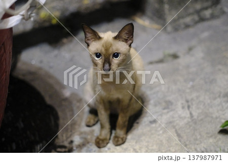 見つめる子猫 見つめる子猫 137987971