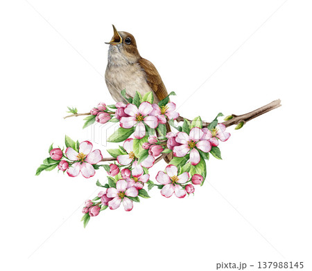 Singing nightingale bird on a blooming apple tree branch watercolor illustration. Hand drawn luscinia megarhynchos European forest songbird on a springtime apple tree twig on white background Singing nightingale bird on a blooming apple tree branch watercolor illustration. Hand drawn luscinia megarhynchos European forest songbird on a springtime apple tree twig on white background 137988145