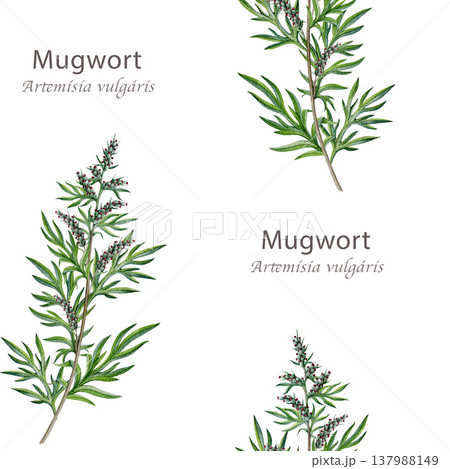 Mugwort plant seamless pattern on white background. Hand drawn artemisia vulgaris medicinal herb watercolor illustration. Fresh mugwort branch alternative herbal medicine element botanical image 137988149