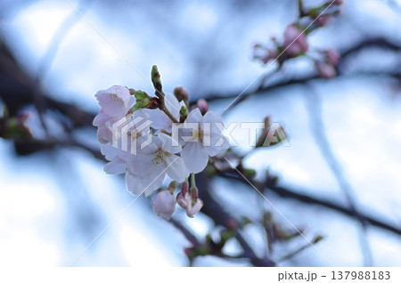 桜咲く 桜咲く 137988183