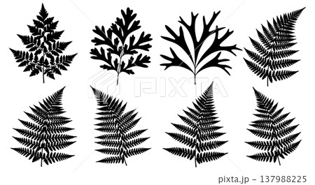 Vector Set of Six Black Solid Fern Frond Silhouettes 137988225