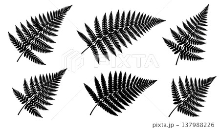 Vector Set of Six Black Solid Fern Frond Silhouettes 137988226