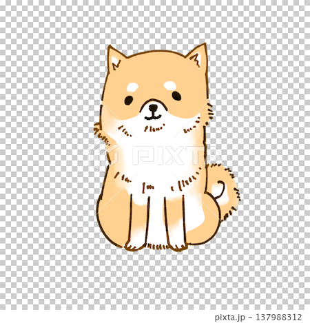 お座り柴犬 137988312