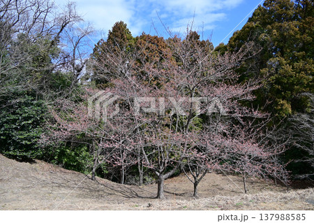 福島県いわき市フラワーセンターに咲き始めた早咲きの桜 修善寺寒桜 福島県いわき市フラワーセンターに咲き始めた早咲きの桜 修善寺寒桜 137988585