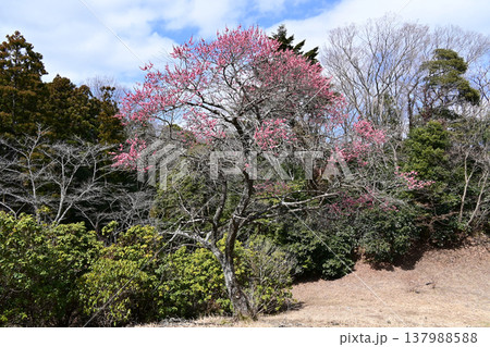 福島県いわき市フラワーセンターの広場に立つ早咲きの桜 修善寺寒桜 福島県いわき市フラワーセンターの広場に立つ早咲きの桜 修善寺寒桜 137988588