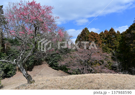 福島県いわき市フラワーセンターの早咲きと遅咲きの桜の開花状況の対比 137988590