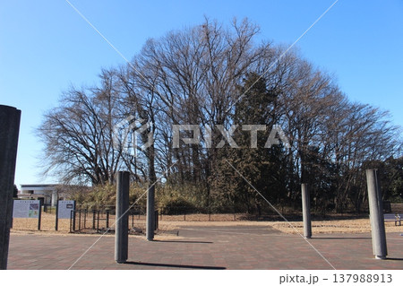 琴平塚古墳 137988913