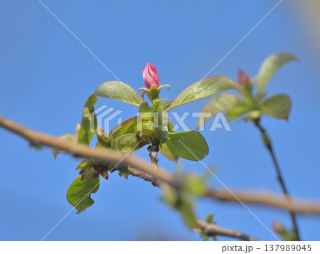 春の青空に伸びる花梨のつぼみ 新芽と開花前の生命感 春の青空に伸びる花梨のつぼみ 新芽と開花前の生命感 137989045