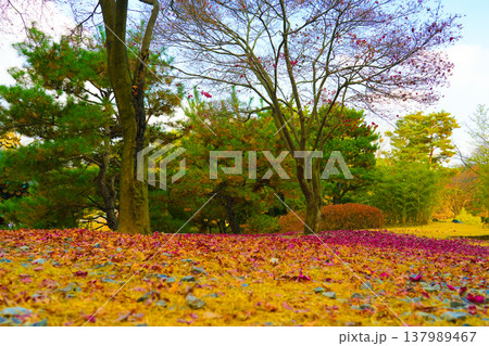 Red marple leaves fallen to the ground in Autumn season at South Korea 137989467