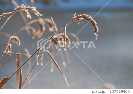 Chite Christmas in Friesland Chite Christmas in Friesland 137989469
