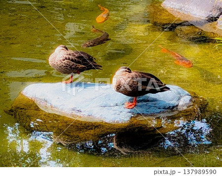 池の鯉と昼寝中のカルガモ 137989590