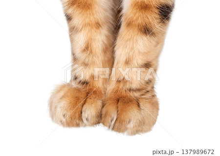Bengal cat paws isolated cut out PNG 137989672